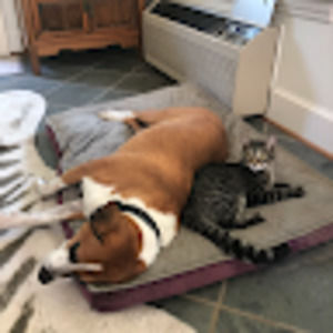 Meet your Posher, Everett